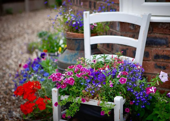 The Cherries יורק