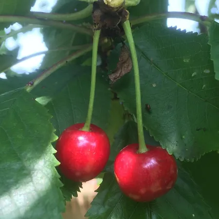 The Cherries York